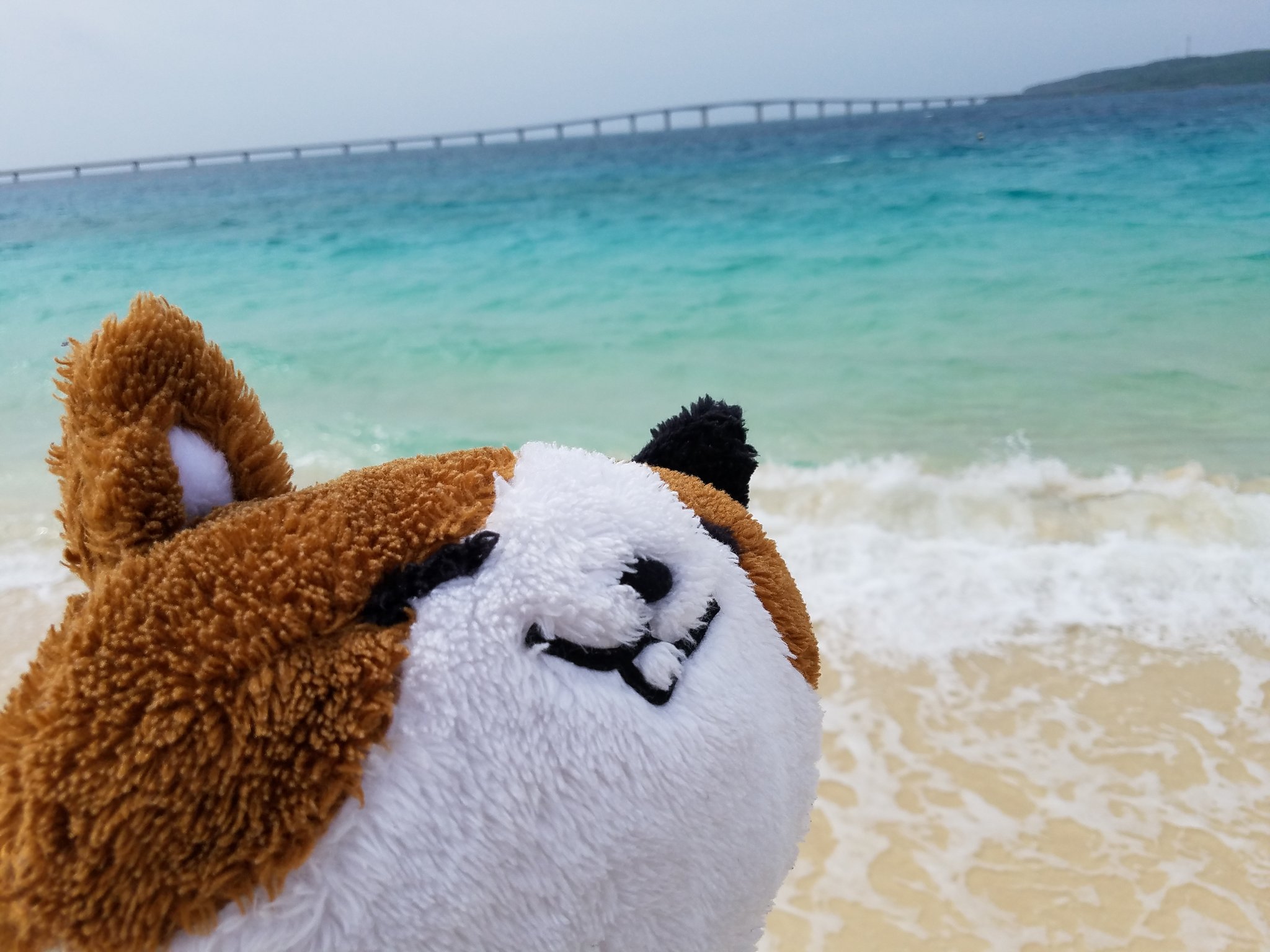 ヨシキ ８ にゃん太と青い海ー にゃん太添い寝ぬいぐるみ T Co Wc8pohloom Twitter