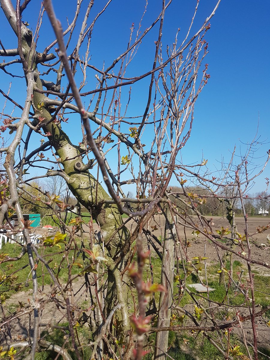 Ook appelbomen kunnen last van zeer vervelende virussen hebben. Hier boom met het heksenbezemvirus (Apfeltriebsucht) waardoor scheuten massaal vertakken en kleine onsmakelijke appels geven. Dan rooien om verspreiding te voorkomen. Gecertificeerd plantmateriaal is virusvrij.
