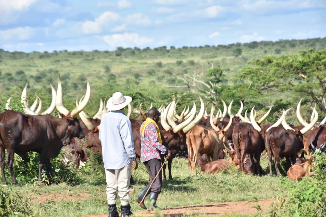 KagutaMuseveni's tweet photo. While we continue to struggle with the virus, production in agriculture and industry must continue. Otherwise, we shall end up with no food and no factory products. https://t.co/cvEvOGn40v