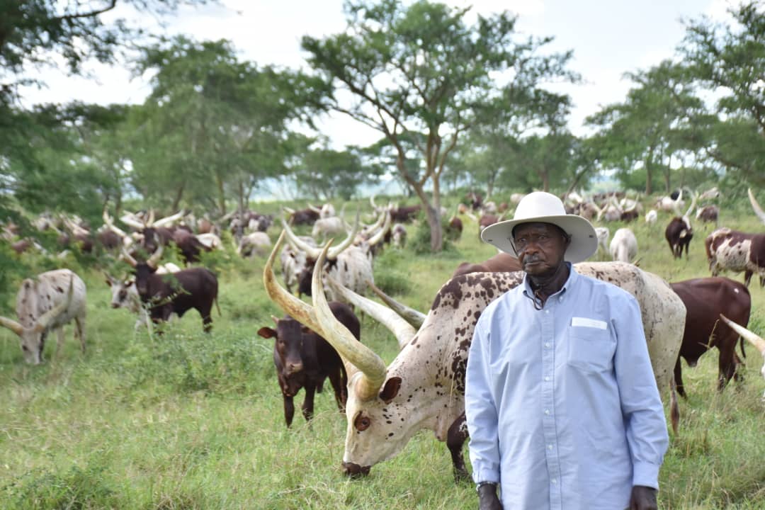 KagutaMuseveni's tweet photo. While we continue to struggle with the virus, production in agriculture and industry must continue. Otherwise, we shall end up with no food and no factory products. https://t.co/cvEvOGn40v