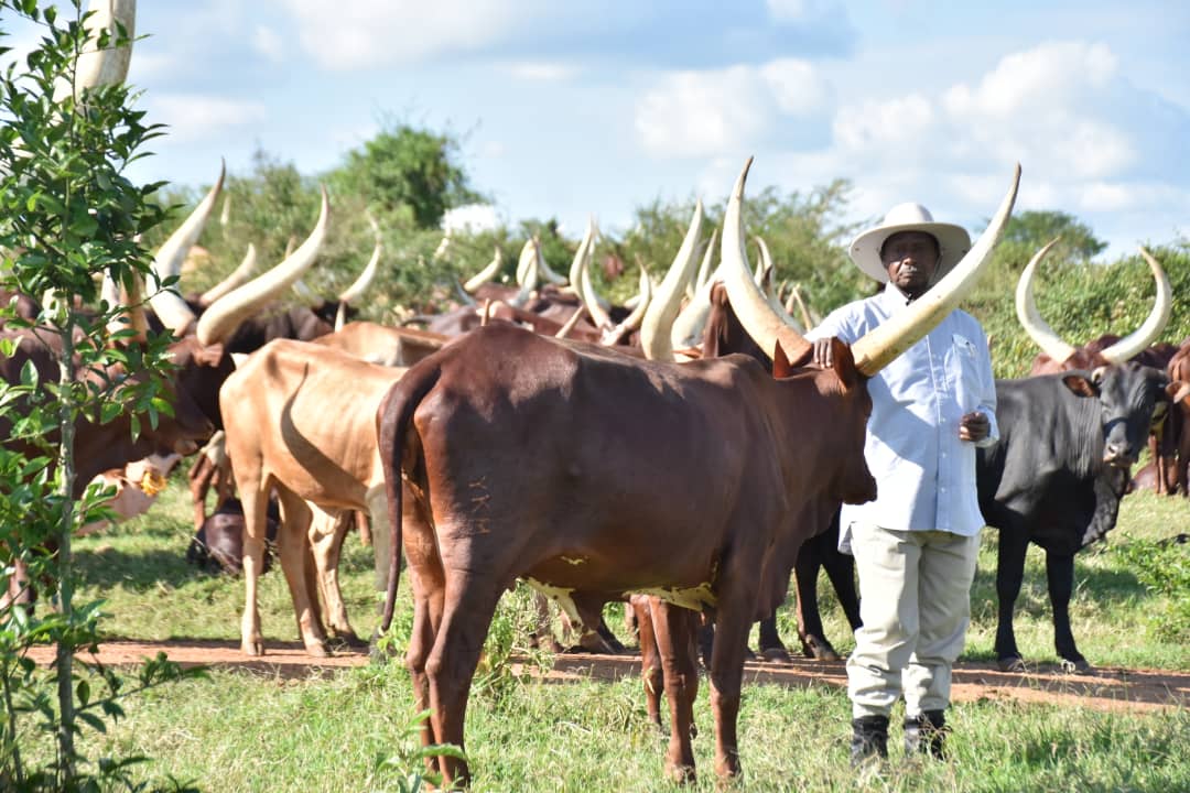 KagutaMuseveni's tweet photo. While we continue to struggle with the virus, production in agriculture and industry must continue. Otherwise, we shall end up with no food and no factory products. https://t.co/cvEvOGn40v