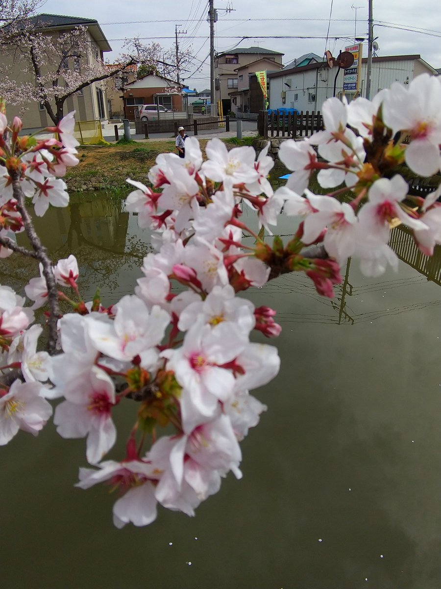 TokyoOtter's tweet photo. #cherryblossom has come.
#Saitama #Japan https://t.co/XjWsLSjuYM