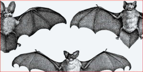 pireo44's tweet photo. La felicità del virus o ‘’I trogloditi mangiatori di pipistrelli di Wuhan’’. Idee per un film https://t.co/9FmumFuF76 https://t.co/IWpJF2SQ8p