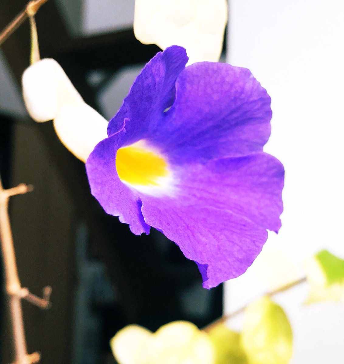 漫画家ひとり En Twitter 負けないように枯れないように 笑って咲く花になろう