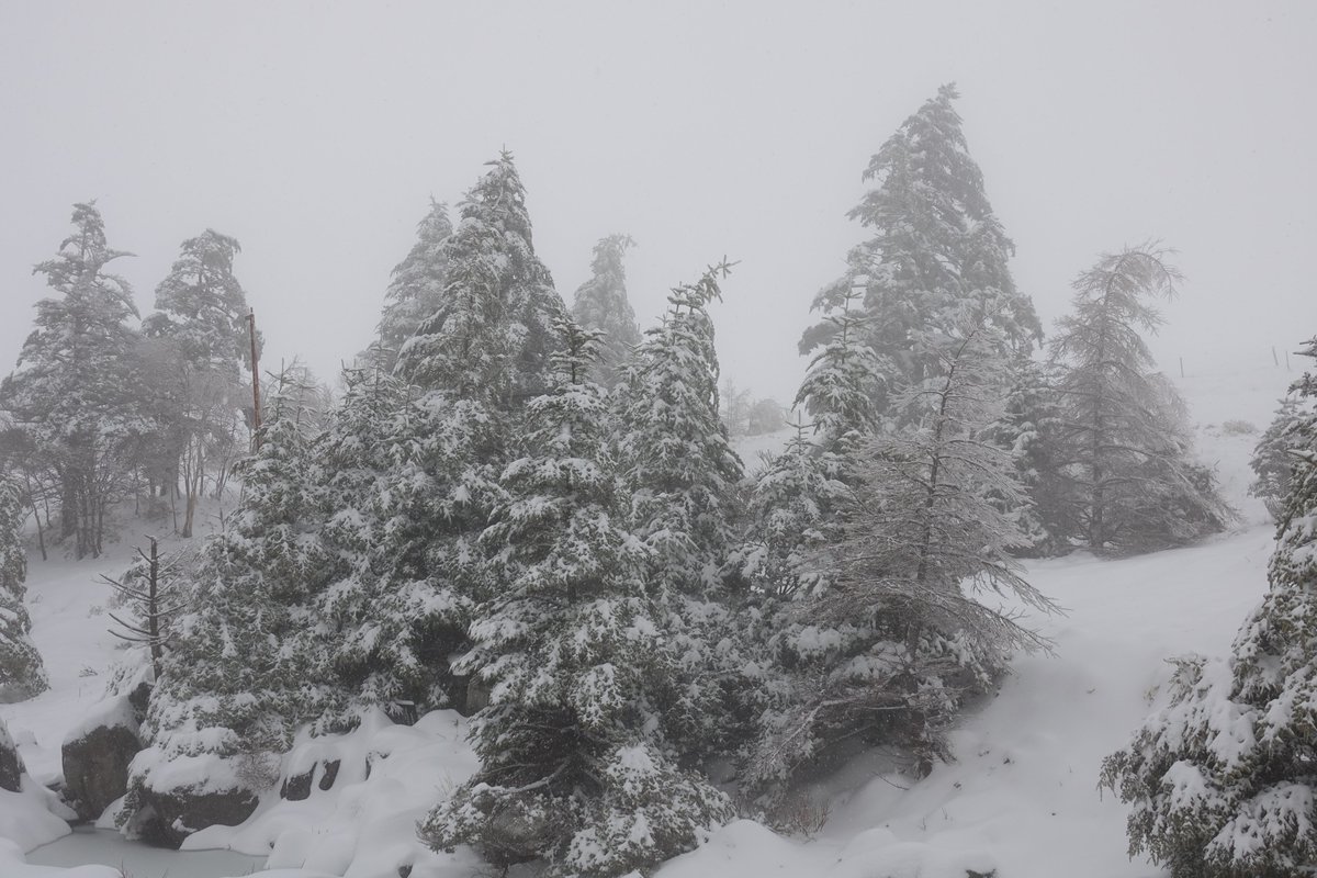星空へ続く宿 山本小屋ふる里館 本日の美ヶ原高原 3 29 日曜 11 45 雪のち曇 霧 気温 1 8度 昨晩からの雨が 雪になり 美ヶ原高原で約３０ｃｍ程度積雪がありました また冬に逆戻りです 美ヶ原高原 日本百名山 長和町 絶景