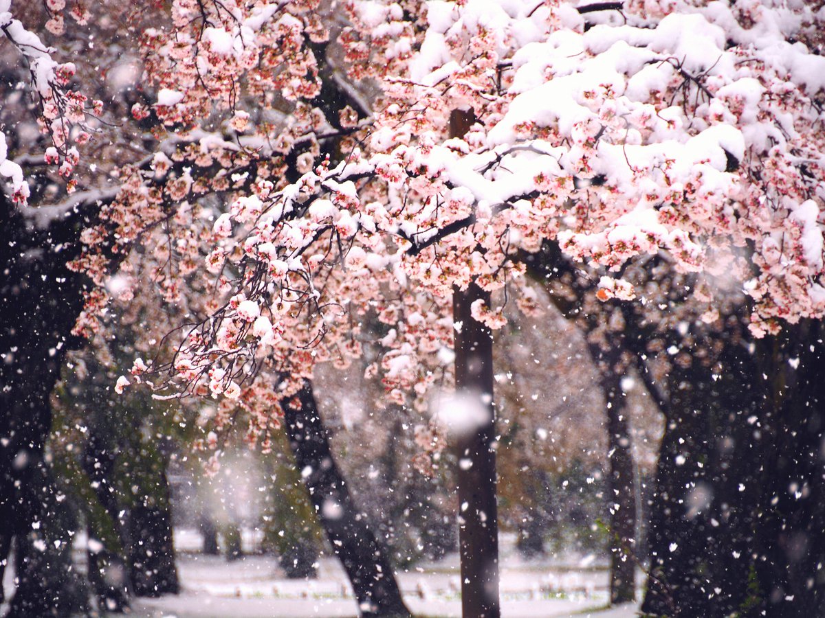 Yasu C10 على تويتر 人気の無い小金井公園へ 桜 サクラ さくら 桜満開 お花見自粛 なごり雪 桜と雪 雪と桜 雪桜 雪景色 雪 小金井公園