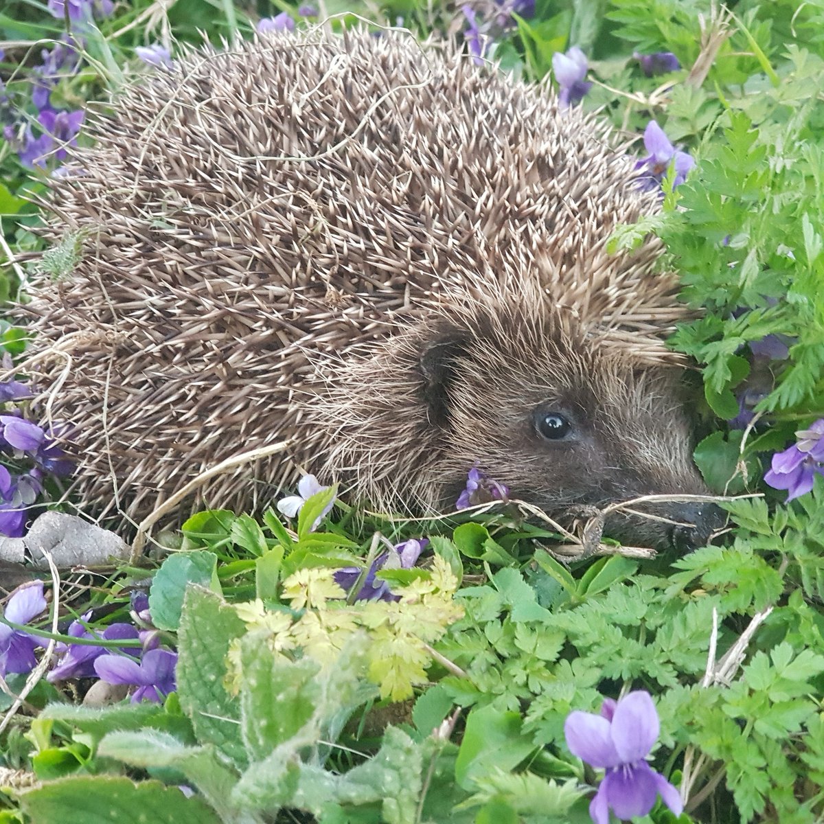 Hedgehogfriend3's tweet photo. And he is awake :) A 4 month sleep for Rhino . He is one gorgeous boy . 
All rejuvenated after his sleep.
If only we could all have a long nap for 4 months that would sort out #corvid19
@SteveBackshall @PeterEgan6 @marcthevet @RSPCA_official @holland_tom https://t.co/iIU7VwzJol