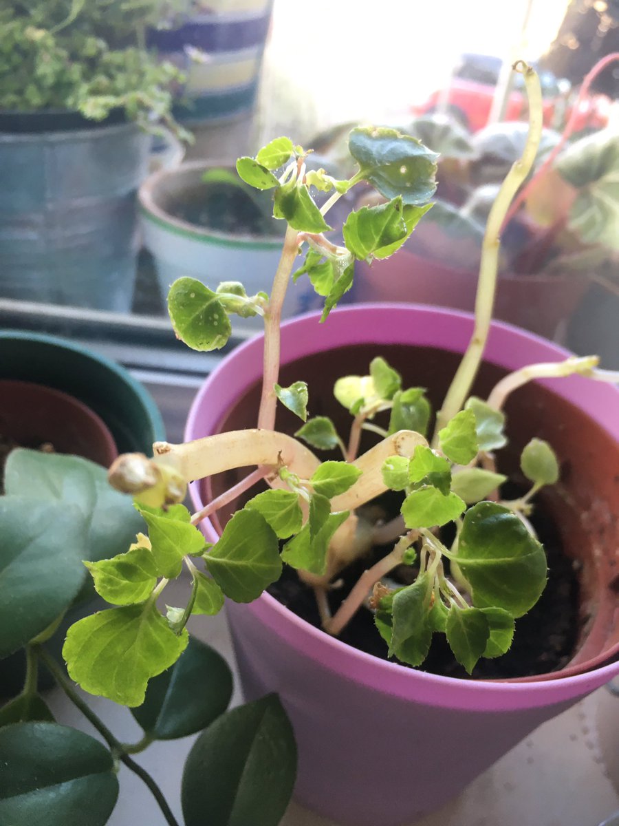  #postaplantaday today, the 1970s Busy Lizzie, Impatiens walleriana. I grew them from seed but this is the only one that survived the winter. Brought them in from the balcony over Christmas as it was too cold out there. Will try again and see if I can take a cutting or two too 