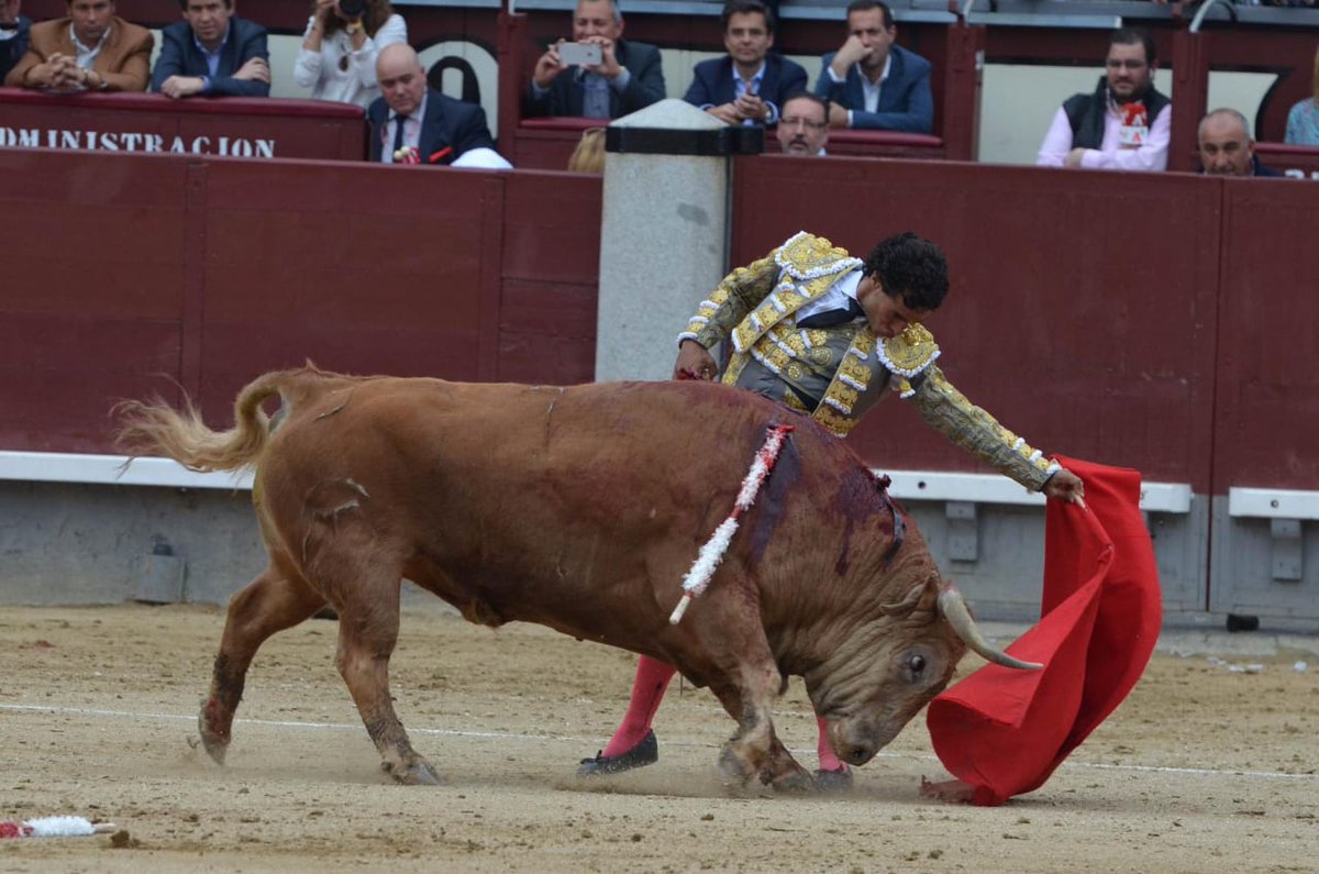 vmpenilla's tweet photo. Preciosidad de #toro de #CebadaGago de nombre #Primillo que #Lidio y dio muerte en su #encerrona Ivan #Fandiño QEPD. en Las Ventas de #Madrid 
#EternoFandiño https://t.co/Op0lMhAK63