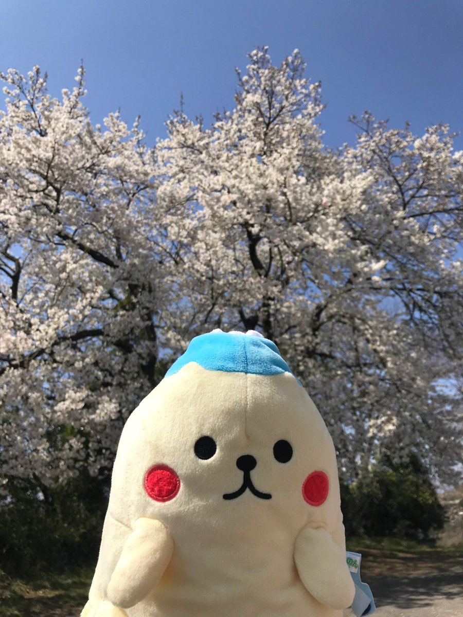 三島の坂公民館にてー
春ですねぇ。

#すそのん #すそのん大好き #すそのんず