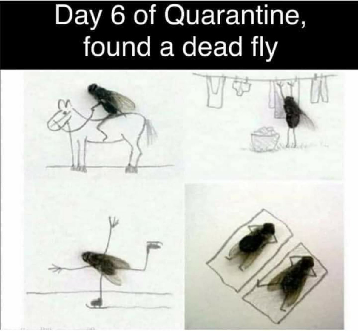 MaMoosie's tweet photo. #SideEffectsOfQuarantineLife
Some Entomologists take a dark turn when they find a dead fly.. https://t.co/FFzfkzCTwv