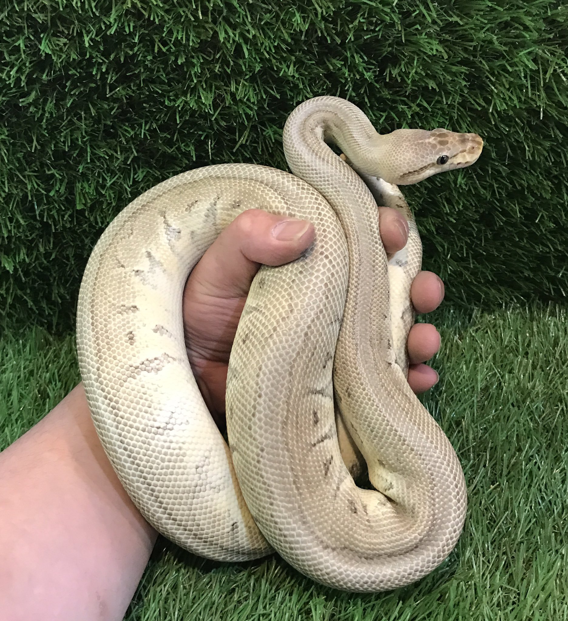 Petshop Sirius ボールパイソン レオパードモハベピンストライプ T Co Xdezwabcxs Twitter