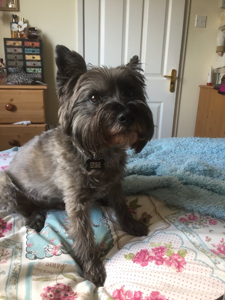 LilCharlieBoy's tweet photo. Hoping for some of that toast 😍 https://t.co/VU9WeOyRKh