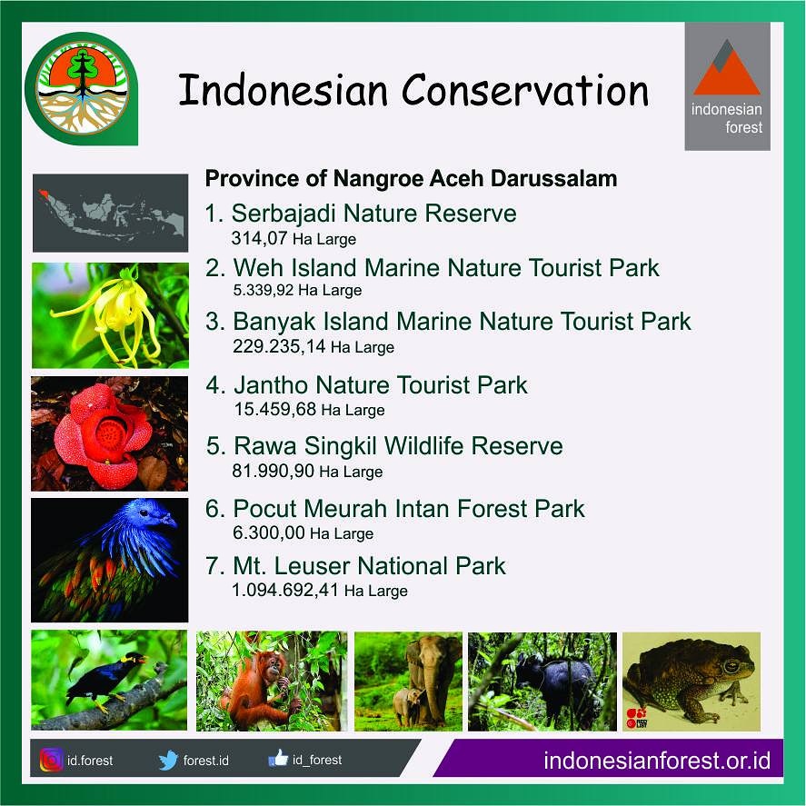Indonesian Forest tweet media