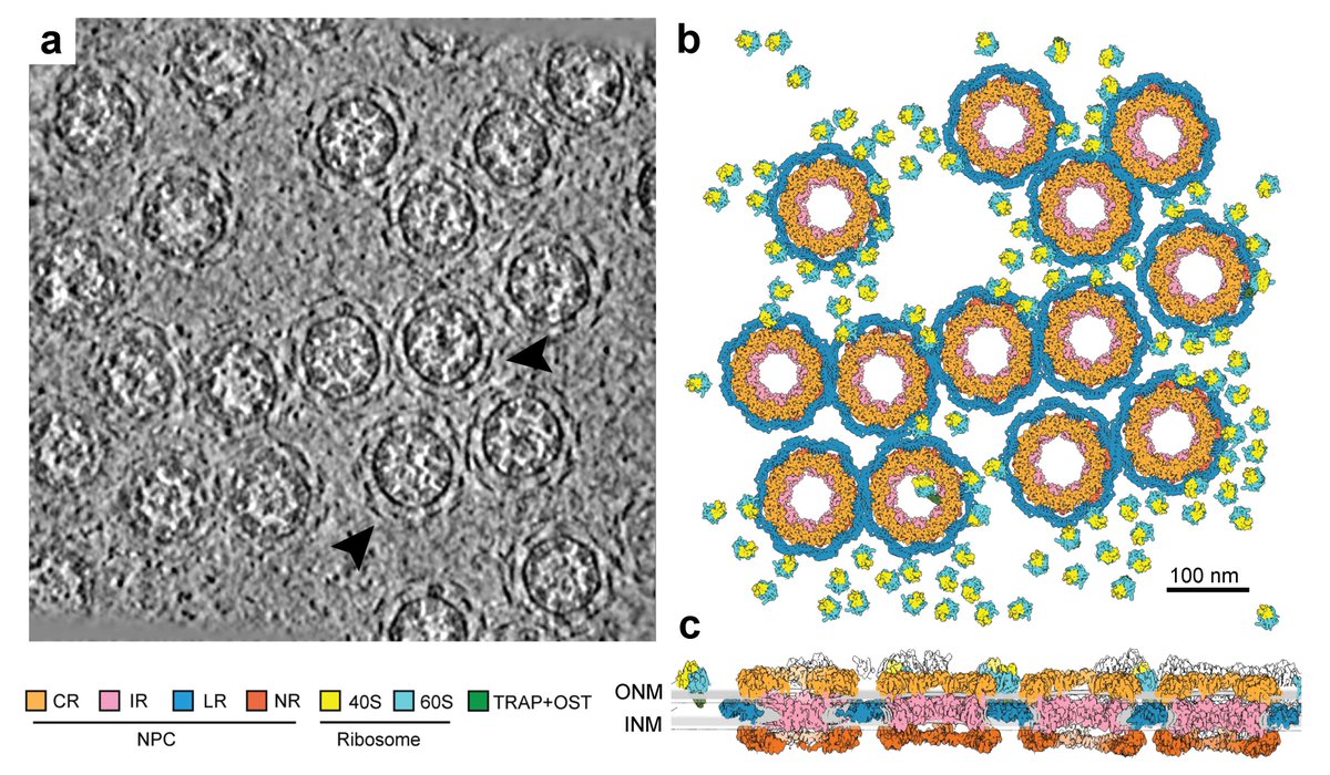 the Sai Lab tweet media