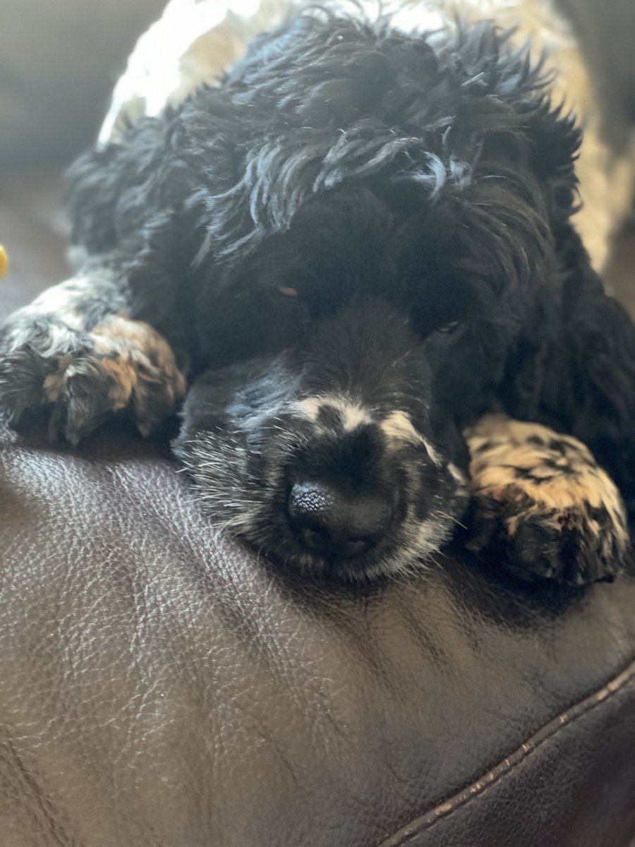 quad_max's tweet image. First week of isolation for our little Quad dog! Maxi is finding it really hard not seeing everyone but she knows it’s for the best! #StayAtHomeAndStaySafe #keepsmiling