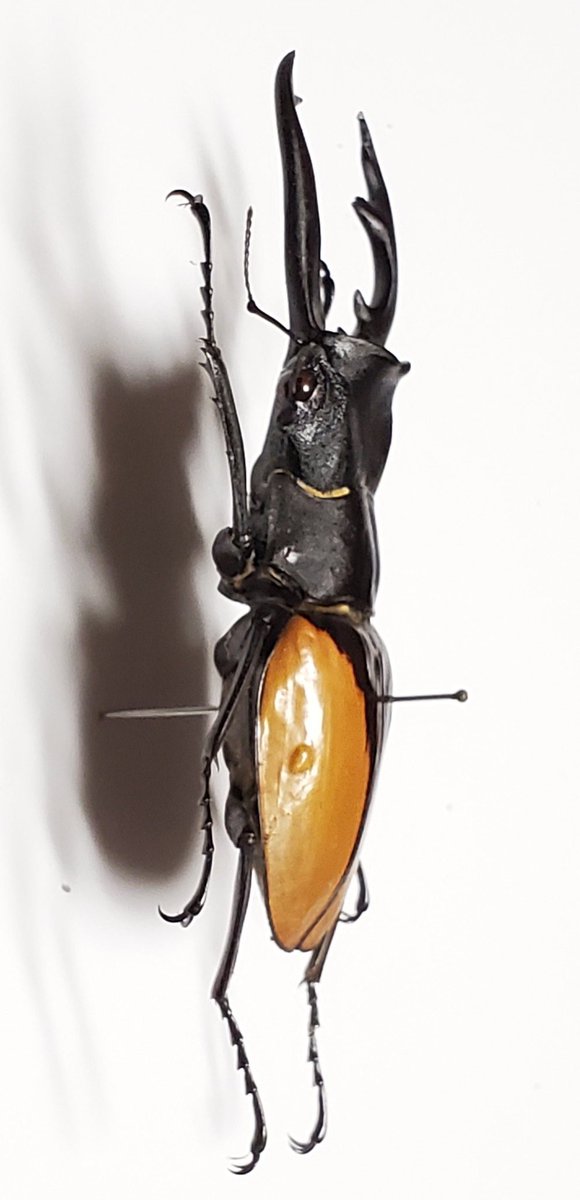 Odontolabis delesserti 78.1㎜ デレッセルツヤクワガタ インド南部 産