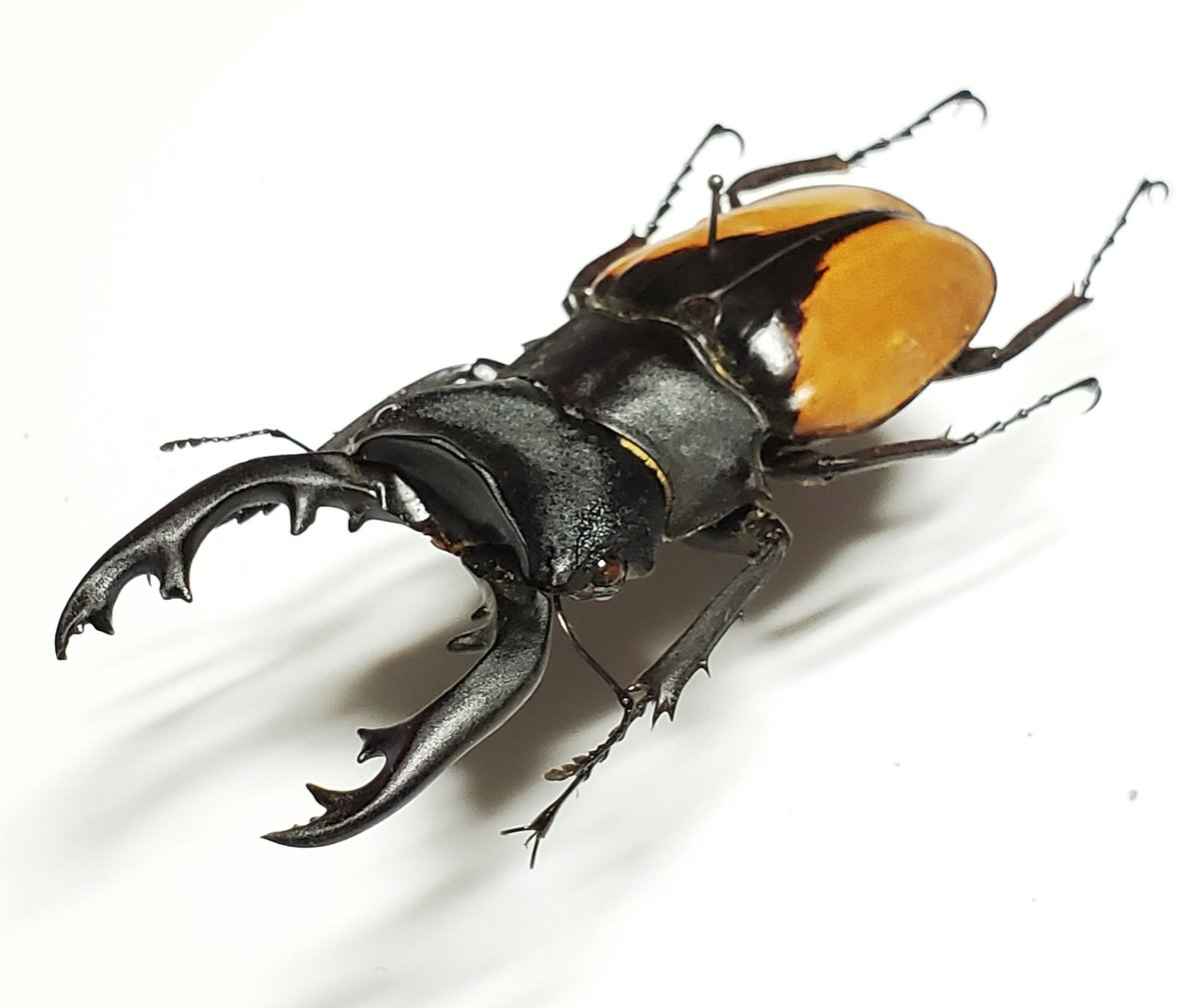 Odontolabis delesserti 78.1㎜ デレッセルツヤクワガタ インド南部 産