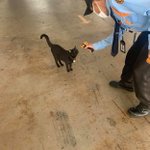ラオスでは猫も発熱チェック!徹底したコロニャ対策!