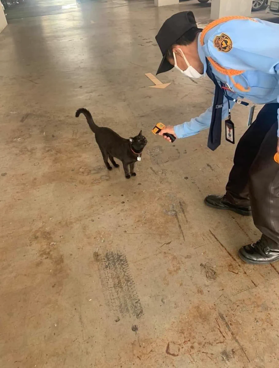 ラオスでは猫も発熱チェックwww徹底したコロニャ対策www