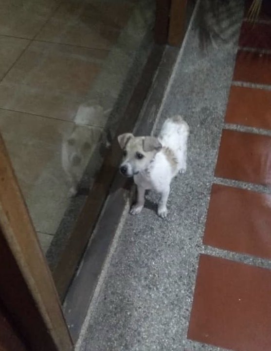 maribeld_'s tweet image. Se Busca a su dueño➡️ Ese perrito llegó al Edificio Manarí, pasando la muralla, zona del Hatillo. Caracas. Favor difundir ☎️04125427296
@PerroUsuario 👇