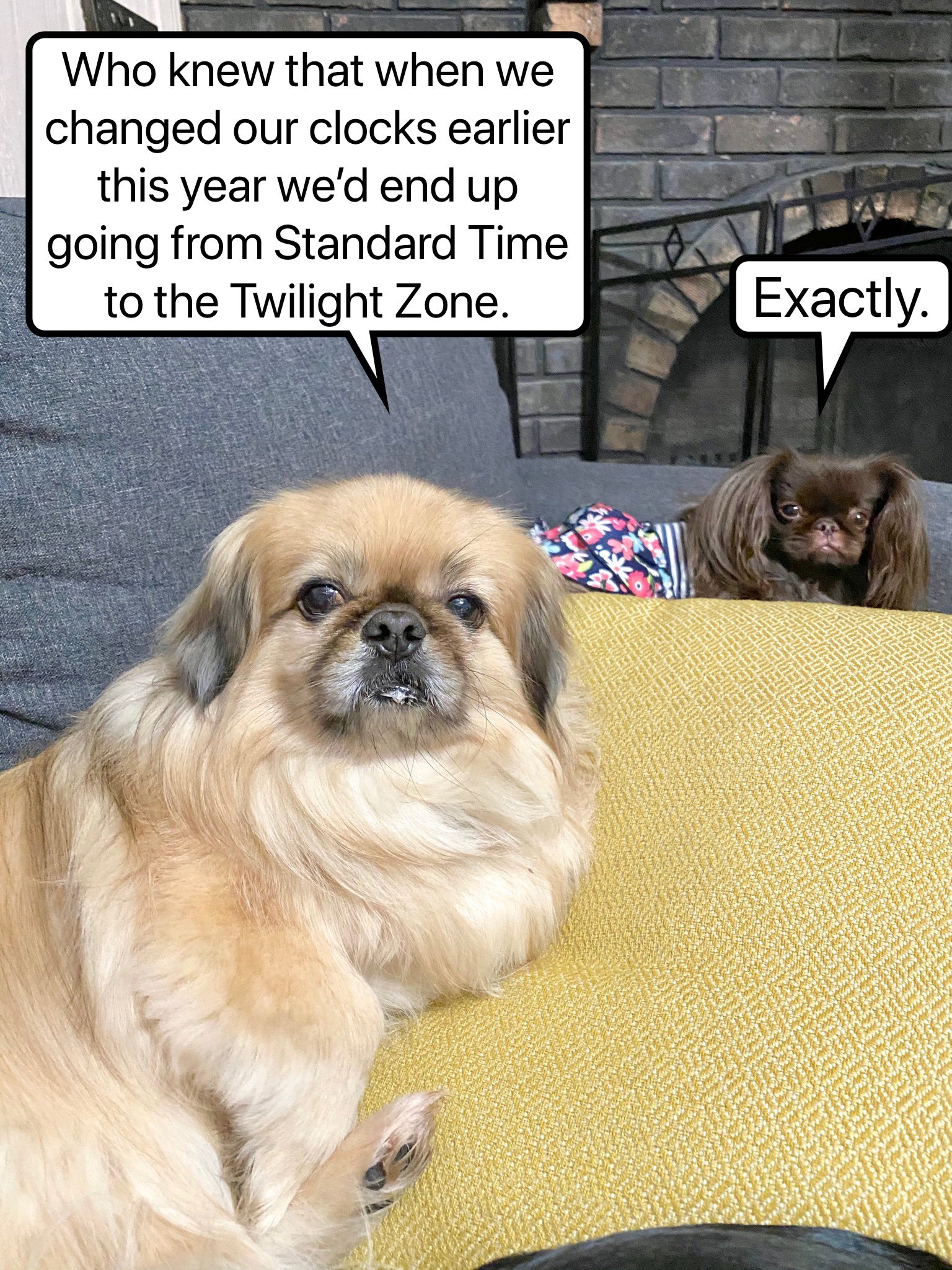 Funny pekingese best sale