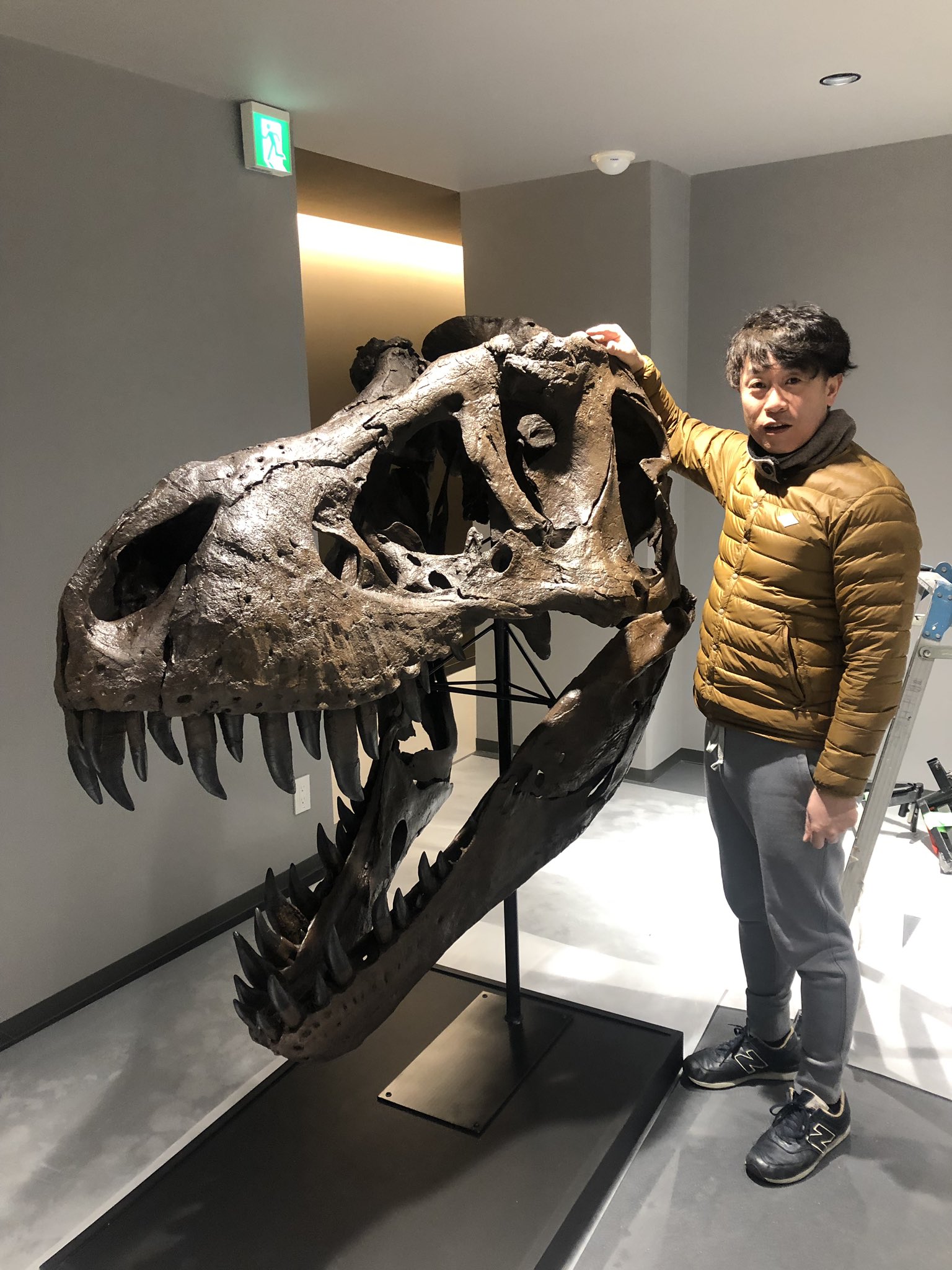 公式 Tca東京eco動物海洋専門学校 Tca Ecoの恐竜校舎に続々と標本が届いています まさに博物館です 東京コミュニケーションアート専門学校eco Tcaeco 恐竜 新専攻 T Co Rl369mmgyy Twitter