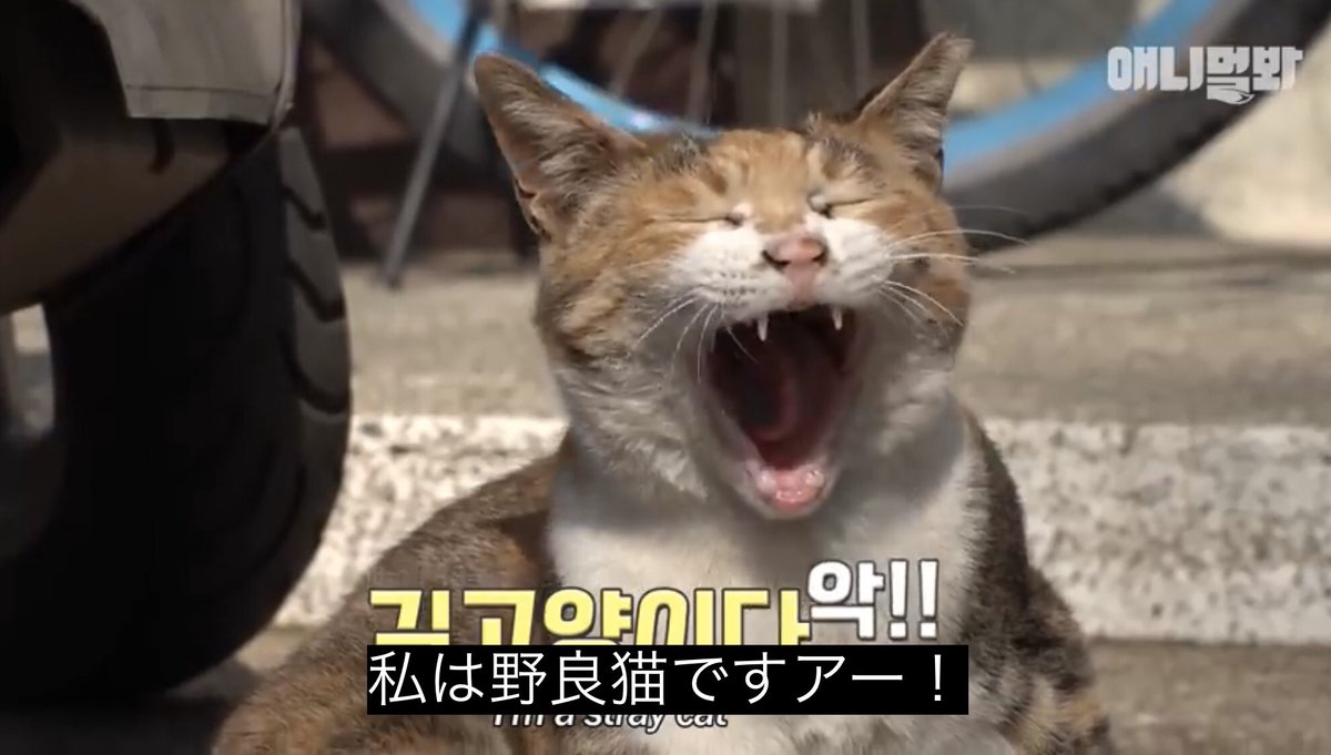 私は野良猫ですアー ニャゴスチン 動物の動画につけられた字幕が味わい深い Togetter 私は野良猫ですアー ニャゴスチン 動物の動画につけられた字幕が味わい深い Togetter