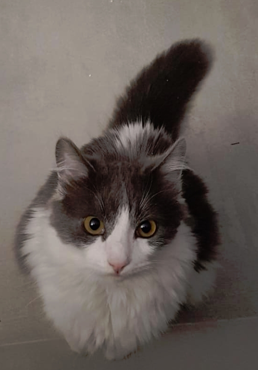 Missing Animaux 81 A Twitter 29 03 Perdu Jeune Chat Blanc Gris Poils Longs A Saint Afrique Vers Epicerie Pompon Tel 06 42 16 67 60 Tarn T Co Dsoqtsj7ol Missing Animaux 81 A Twitter 29 03 Perdu Jeune Chat Blanc Gris Poils Longs A Saint Afrique Vers Epicerie Pompon Tel 06 42 16 67 60 Tarn T Co Dsoqtsj7ol
