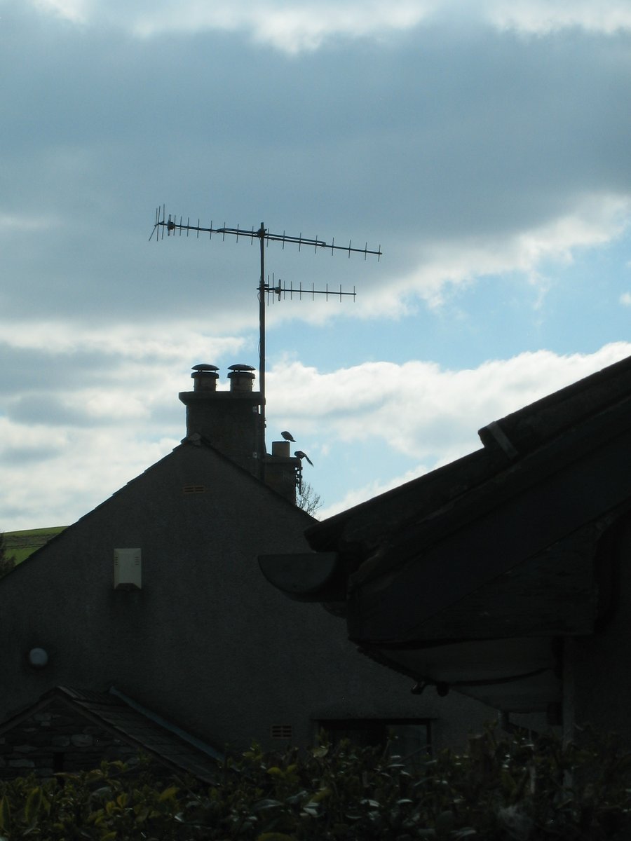 After nesting had long ended, both the chimneys had cowls fitted. To be fair, our neighbours had done well to get by on one fire that spring and had respected the birds. But it still felt sad to me. Then, the following year I saw a pair of jackdaws checking out 'next door'...