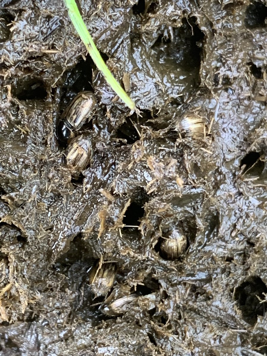 James Rebanks tweet media