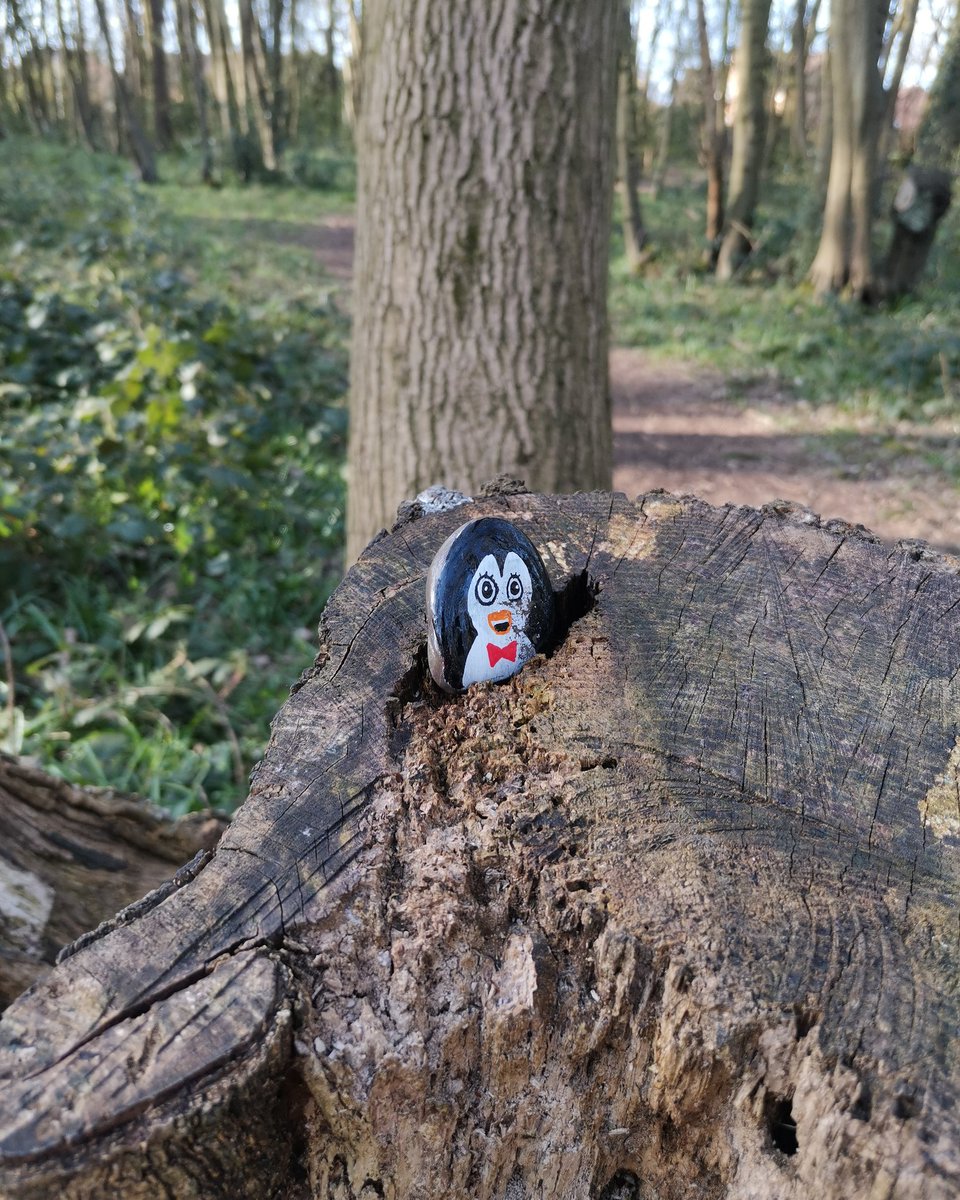 dlrocks35's tweet photo. Little penguin!
-
Hidden in Boxwoods, Stevenage.
-
#DLRocks35 #rockpainting #rockpainter #stonepainting #paintedrocks #art #painting #rockart #pens #colouring #findme #acrylicpainting #handpaintedrock #hiddenrock  #acrylicpaintpens https://t.co/ucxLXauOjx