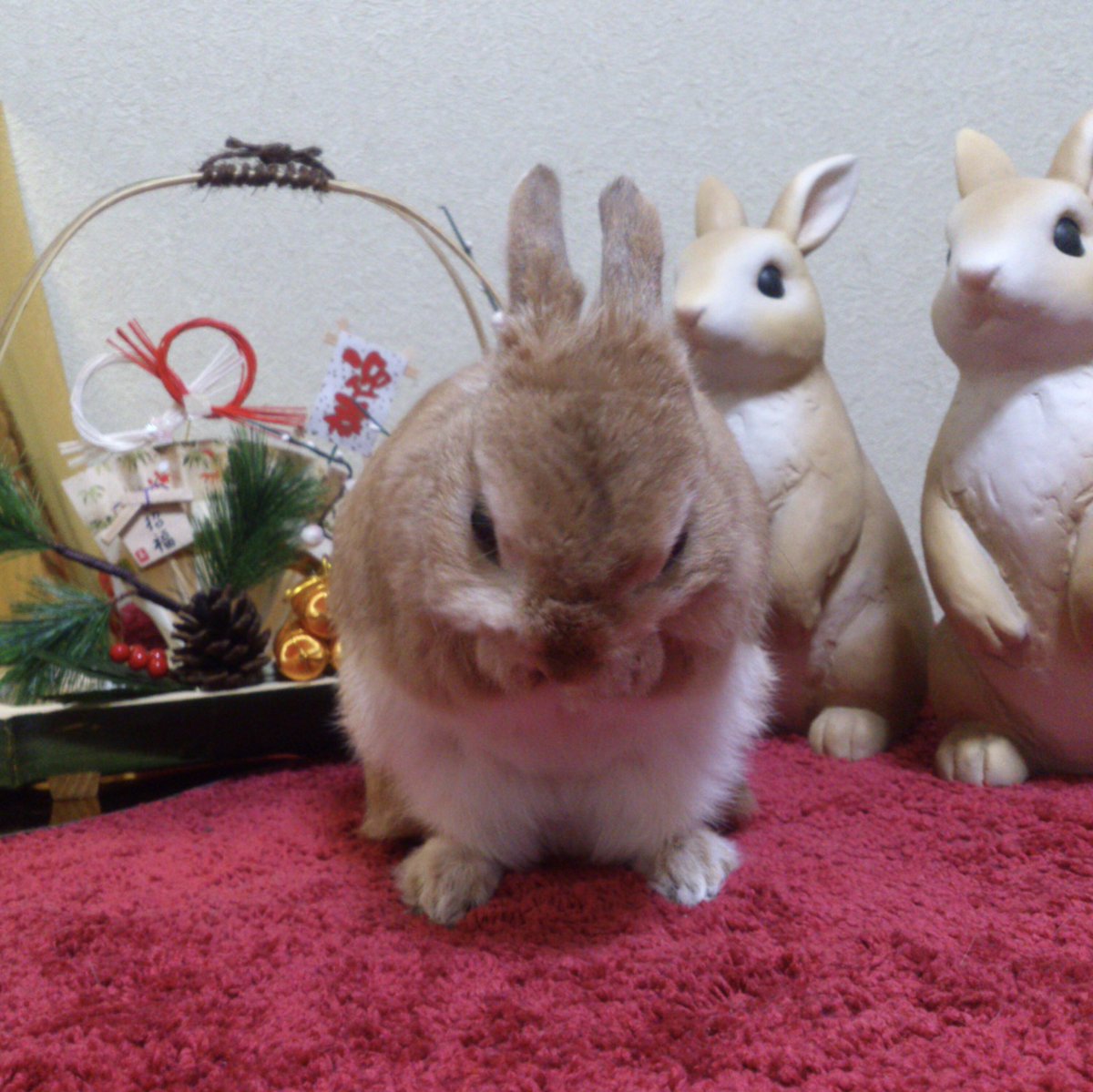 Rabbitake らびったけ در توییتر ティモテ対決 立ち耳うさぎ Vs 垂れ耳うさぎ ホーランドロップ アイロンビーズ ミニフューズビーズ オレンジ ネザーランドドワーフ ドット絵 ピクセルアート Rabbit ミンネ ティモテ