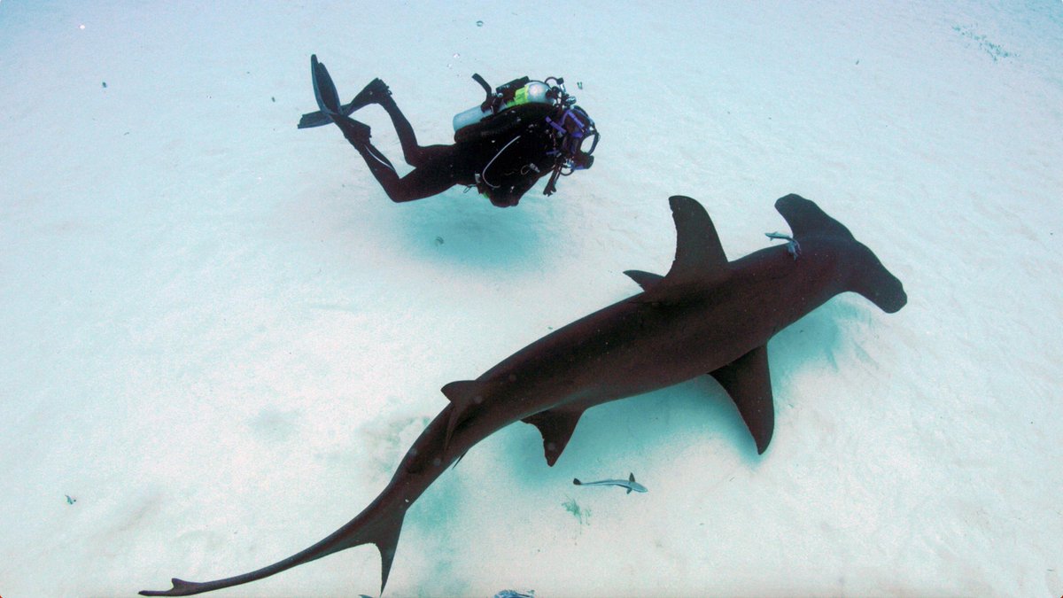 Shark central; my shark conservation documentary is on BBC1 1745 today 'Blue Planet Revisited'. I am still intending doing my LIVE LESSON 0930 on Wednesday morning, though if the tech continues to be a problem I'll only be live on Facebook. <a href="/BBCOne/">BBC One</a> <a href="/BBCiPlayer/">BBC iPlayer</a> <a href="/Bite_Back/">Bite-Back Shark & Marine Conservation</a>