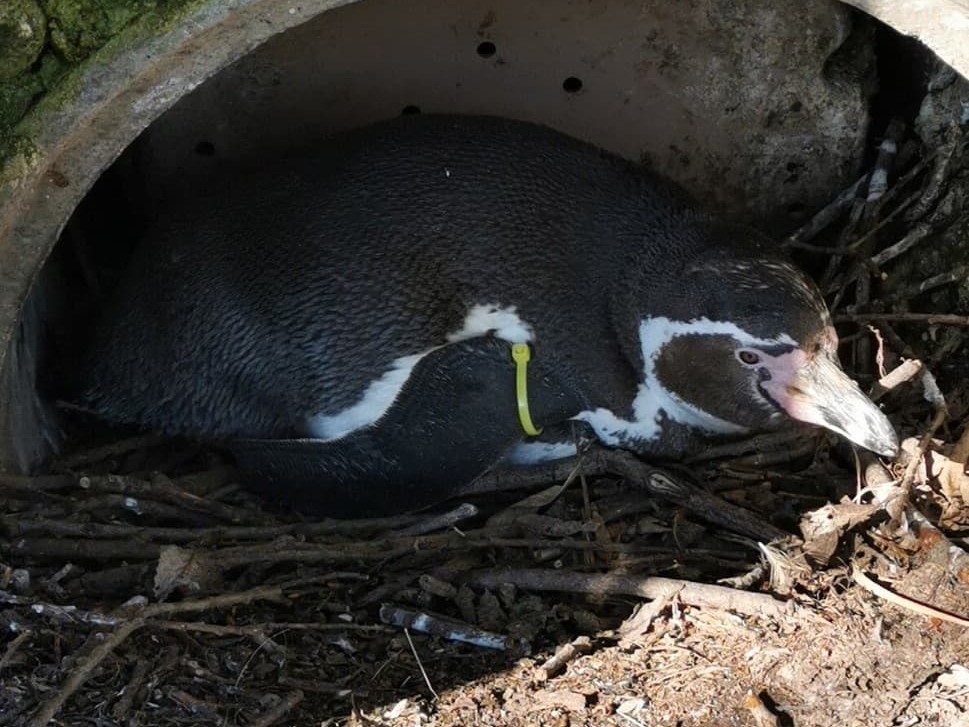 Our penguins are sitting on eggs! 
 
Keepers recently spotted four of our Humboldt penguins keeping eggs warm.

Once laid, it takes eggs 40 days to hatch. We will keep you updated on how our penguins are doing and if any of the eggs hatch! 
 
📸 Birds keeper James