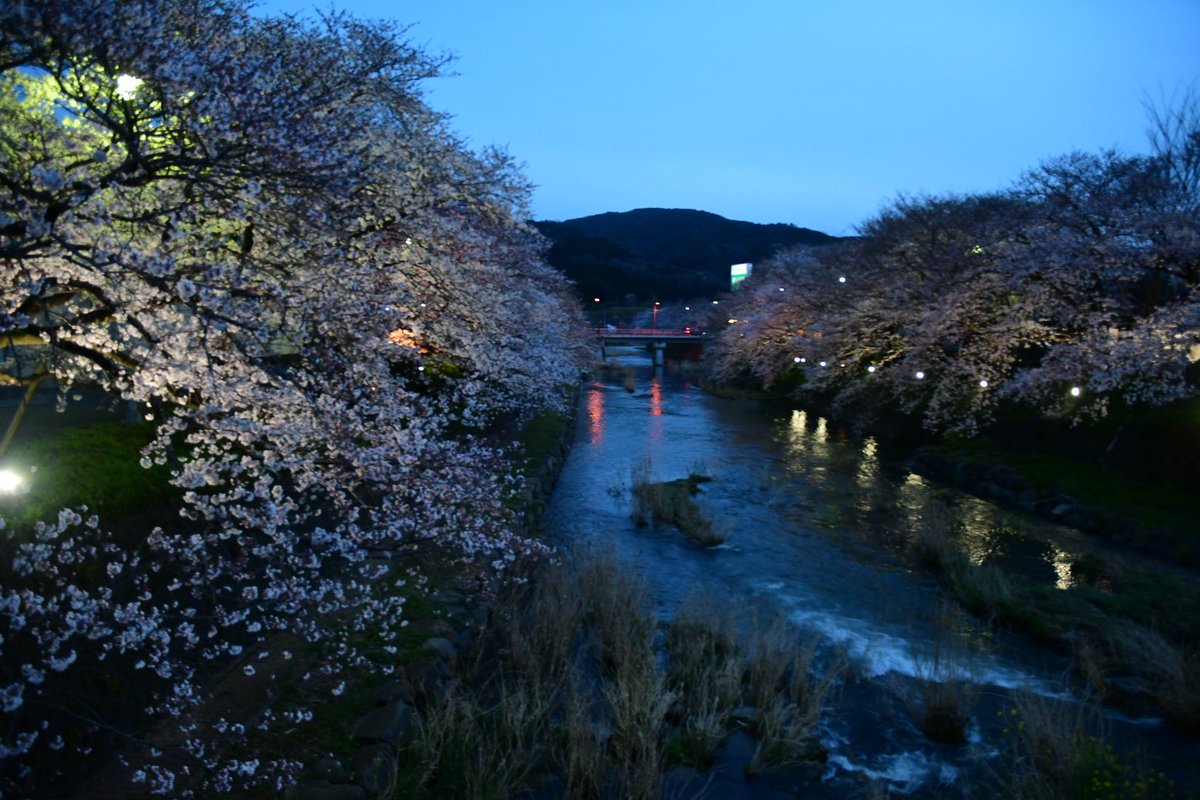 美祢さくら公園 美祢さくら公園