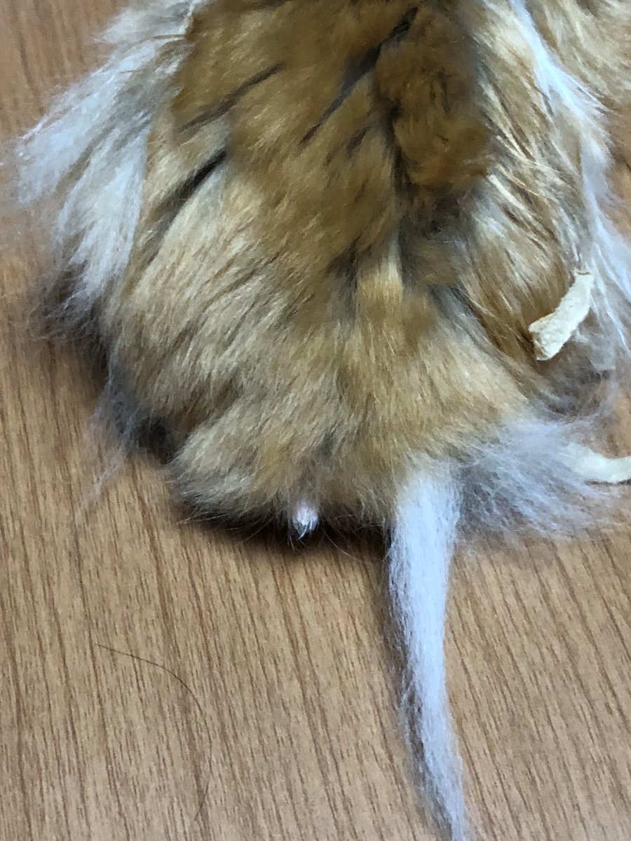 masaruopi's tweet photo. 尻尾が二つ https://t.co/XSZrkL6oxY