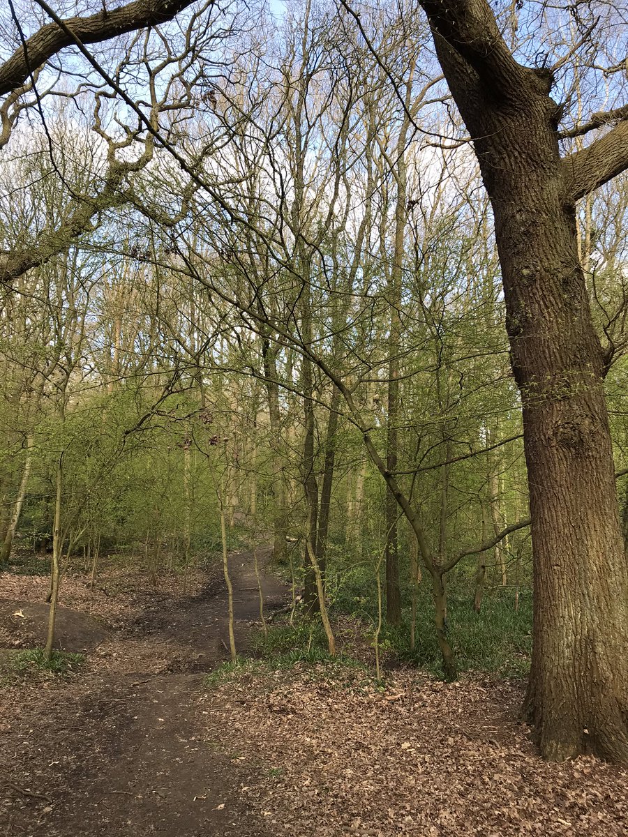 lacallaghan's tweet photo. Early morning walk in the woods to clear away the cobwebs @recruitingjames not quite a Bella length walk but a good start https://t.co/kKMimDAyi7