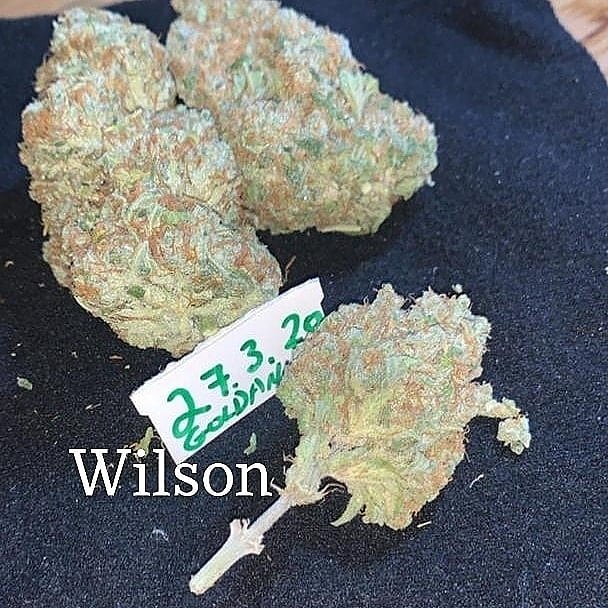 WilsonPlug's tweet image. contacter sur :/+ 33 6 44 67 88 22
Wickr:beuhfr12
Snapchat/wilson_brayan20
que de la bonne 
#ParisWeed #fanceweed #france # weedparis #joint #weed # weedFrance #paris # weedinfrance #parisweeding# cannabis #hightimes #marijuanafrance #franceweedsmokers # hôtelParis #tourismeparis