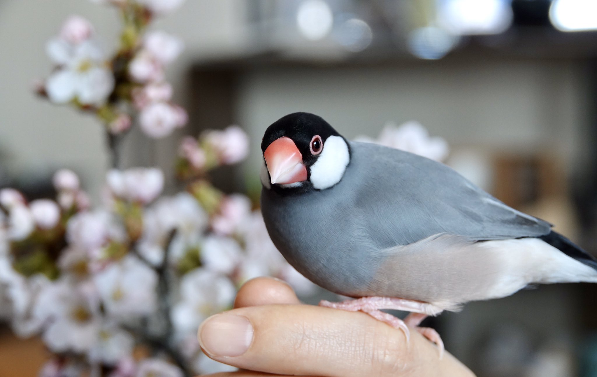 はなちゃ 桜と文鳥 これがホントの桜文鳥 むりやり感 文鳥 T Co Bldp4keen0 Twitter