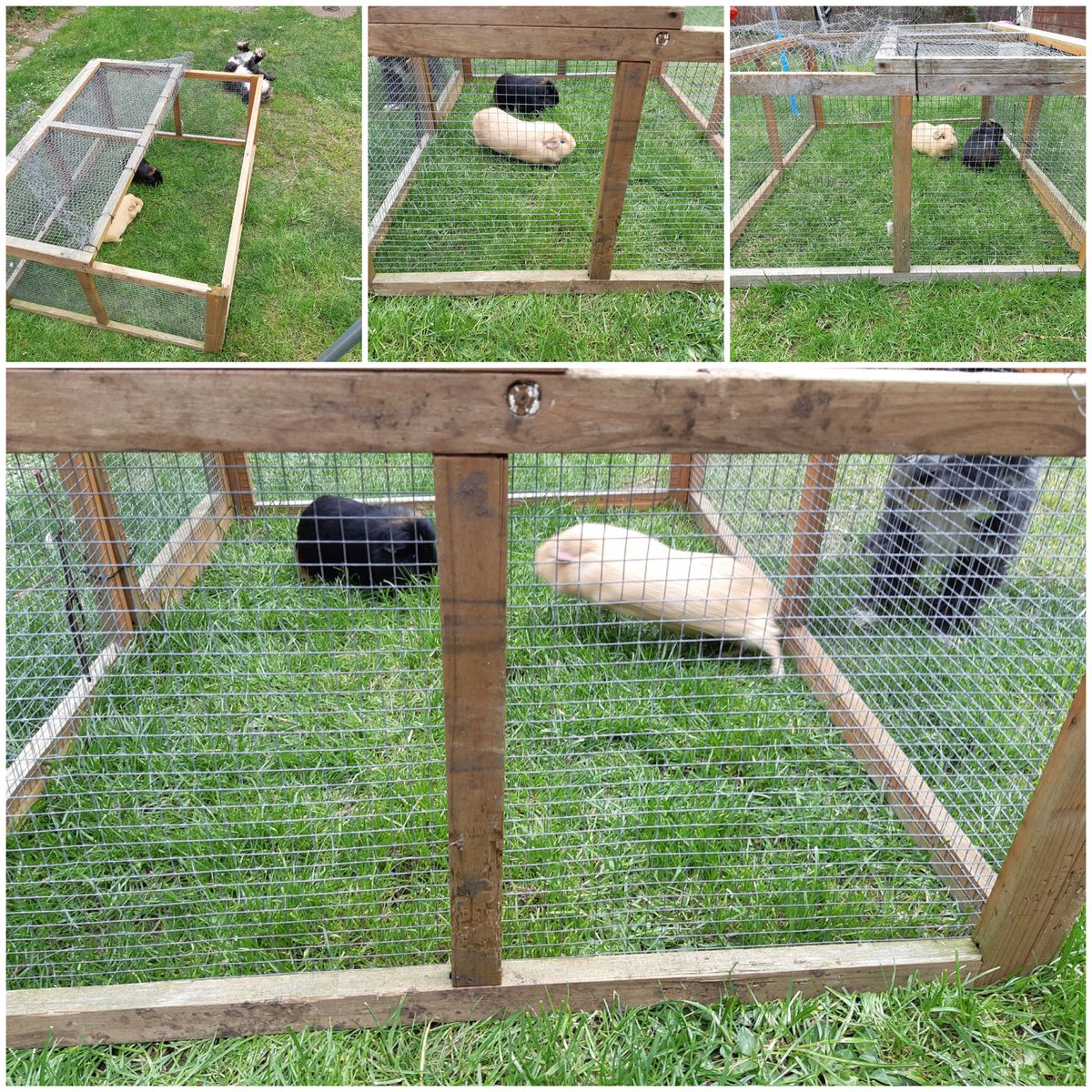 JuGoolia1's tweet photo. @Stukeley_2019 @stukeleymeadows 
Biscuit and Blackberry enjoying  playing out in the garden. 🐽🐽 https://t.co/K5UdtOGA9R
