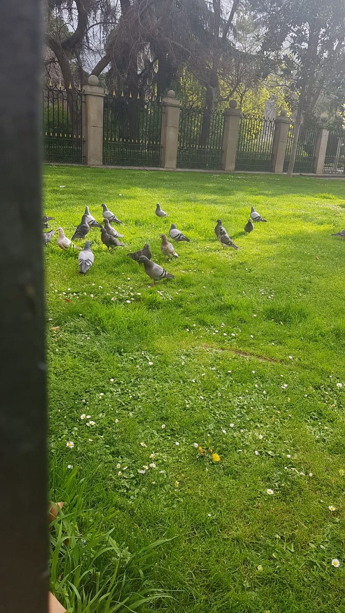 Bienestar Animal Retiro tweet media