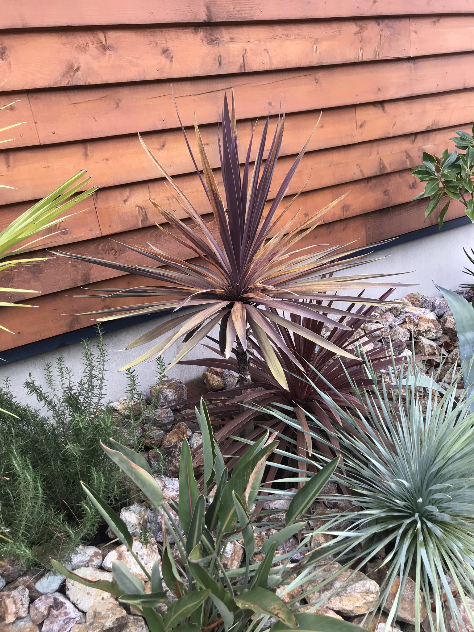 コルジリネレッドスター Twitter Search Twitter