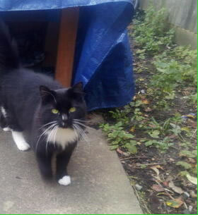 Have You Seen Miccio?
Rescue moggy goes missing from West Putney
putneysw15.com/info/missingpe…