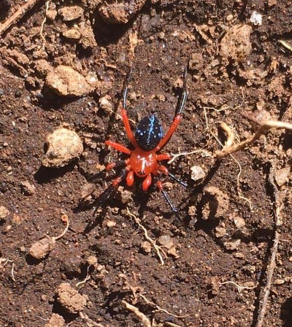 Them: 'I found a cool red and black spider! Can you please help me ID? And please no web designer jokes!'

Me: 'It's a red and black spider.' 

Them: 'Wow, thanks for the help!'

Me: 'Sorry, it's a Red and Black Spider.'

Them: 'Oh ok!' 

Me: 'Also he's a web designer.'

Them: 😒