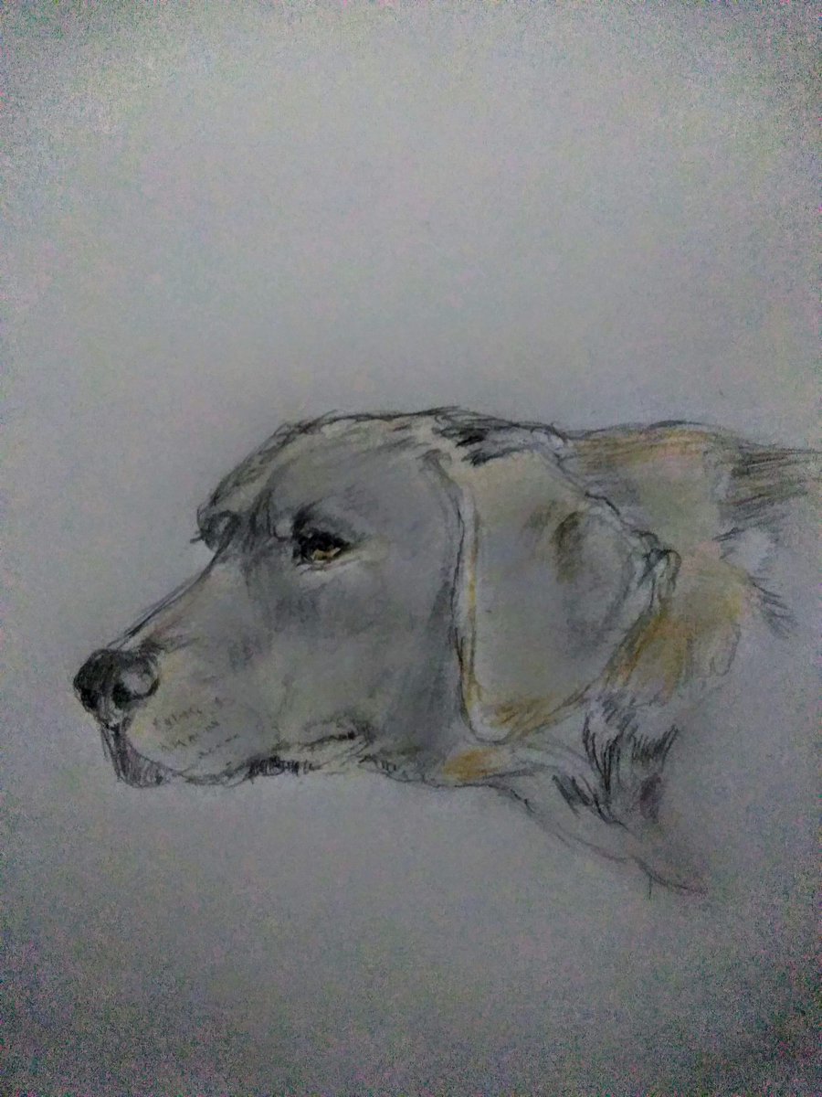 Twoucan ガスコーニュポインター の注目ツイート イラスト マンガ