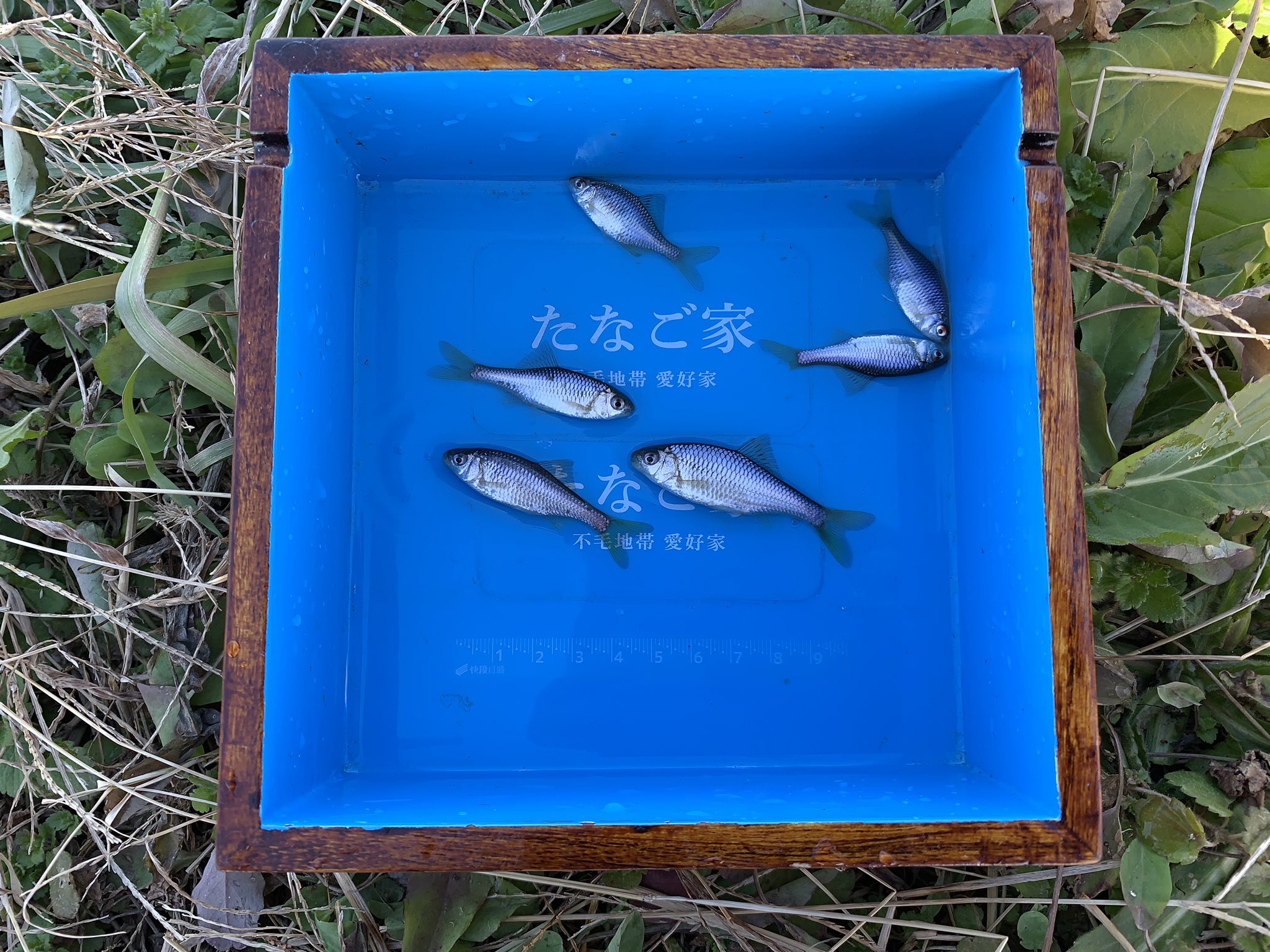 彗星 今年の初釣行 1月2日にhomeにて ヤリタナゴが釣れたのでhappyだ 初釣り ヤリタナゴ バラタナゴ たなご たなご釣り たなご家 たなきち 銀鮒 T Co V3pwjgqpt8 Twitter