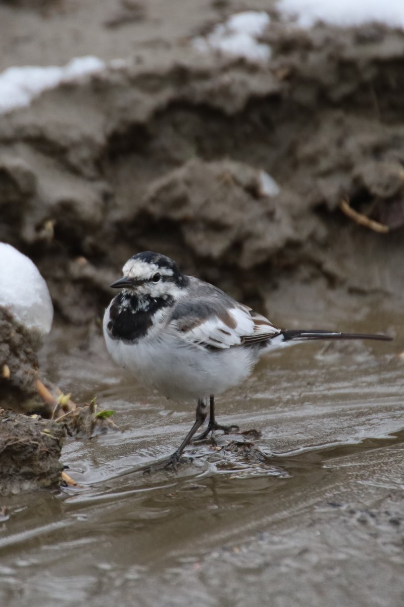 Kenji 🌸 delivering flowers every day 🌸 🐦 tweet media