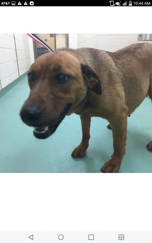 stwissmann's tweet photo. #Memphis #TN 🆘💔😢
Nursing mom in distress! #RescueOnly 
https://t.co/FyrBW9S30B
During this #CoronaPandemic a mother wants her beloved ones safe. Can you imagine how a dog mom in a KILL shelter feels? 😔
#Foster #Pledge HELP! Now is the perfect time to make a difference! 💔🙏🏻 https://t.co/kSL0qosx3N