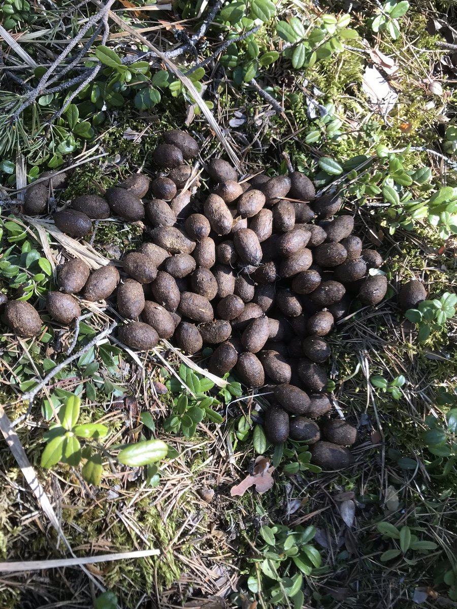 Vidar Lone Lysnes💤 tweet media